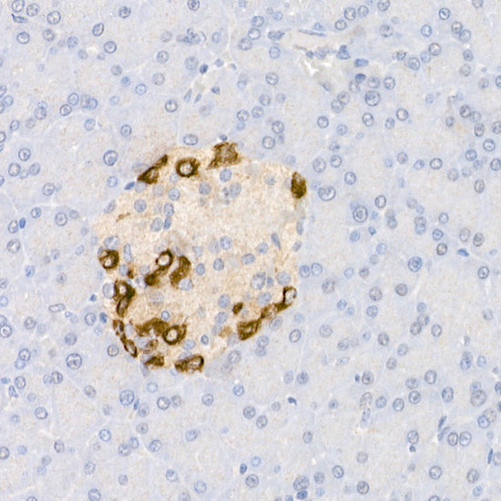 Pro-glucagon Rabbit pAb
