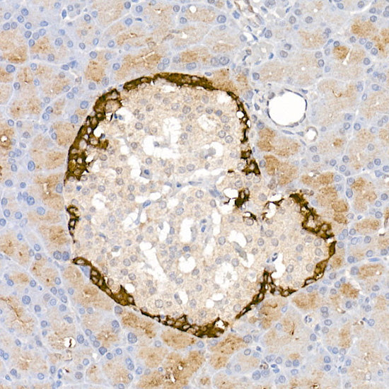 Pro-glucagon Rabbit pAb