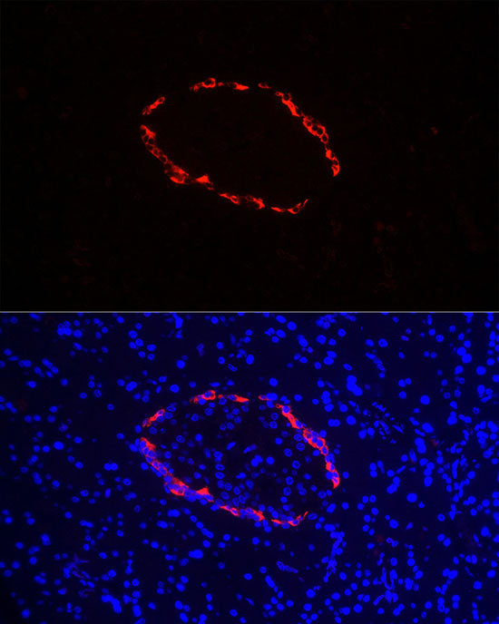 Pro-glucagon Rabbit pAb