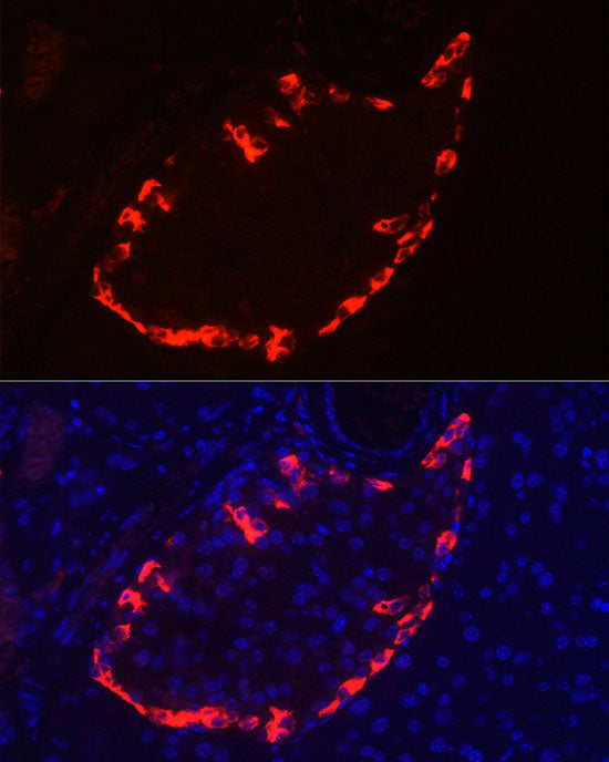 Pro-glucagon Rabbit pAb