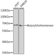 Butyrylcholinesterase Rabbit pAb