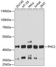 PHC2 Rabbit pAb