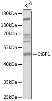CtBP1 Rabbit pAb