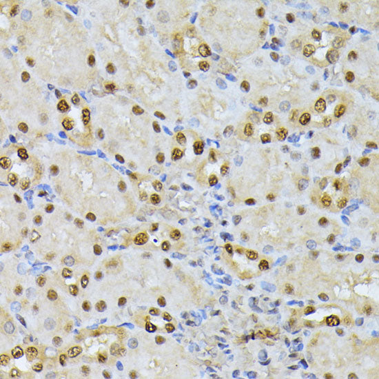 RPS27A Rabbit pAb