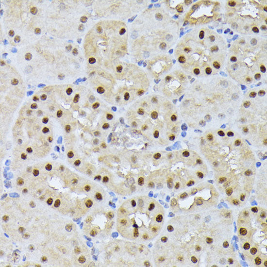 RPS27A Rabbit pAb