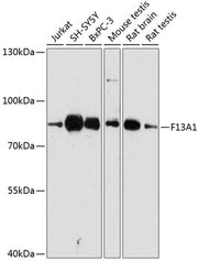 F13A1 Rabbit pAb