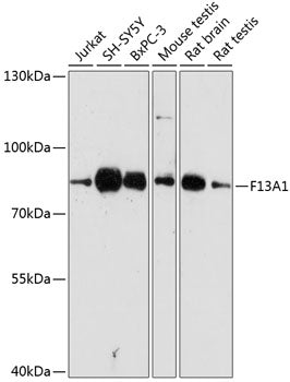 F13A1 Rabbit pAb