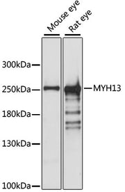 MYH13 Rabbit pAb
