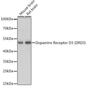 Dopamine Receptor D3 (DRD3) Rabbit pAb