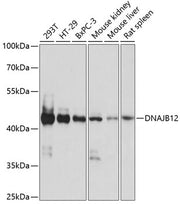 DNAJB12 Rabbit pAb