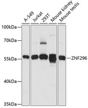 ZNF296 Rabbit pAb