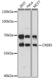 CREB5 Rabbit pAb