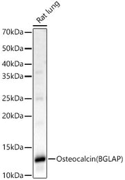 Osteocalcin (BGLAP) Rabbit pAb