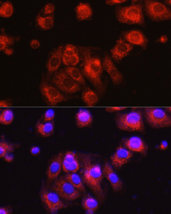 Osteocalcin (BGLAP) Rabbit pAb