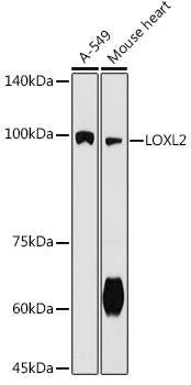 LOXL2 Rabbit pAb