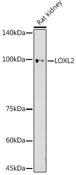 LOXL2 Rabbit pAb