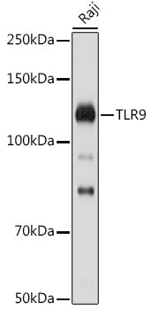 TLR9 Rabbit pAb