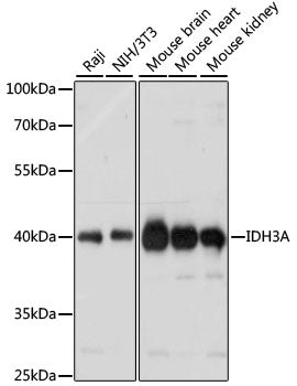 IDH3A Rabbit pAb