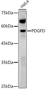 PDGFD Rabbit pAb