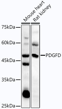 PDGFD Rabbit pAb