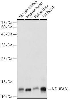 NDUFAB1 Rabbit pAb