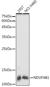 NDUFAB1 Rabbit pAb