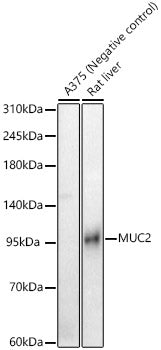 MUC2 Rabbit pAb