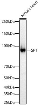 SP1 Rabbit pAb