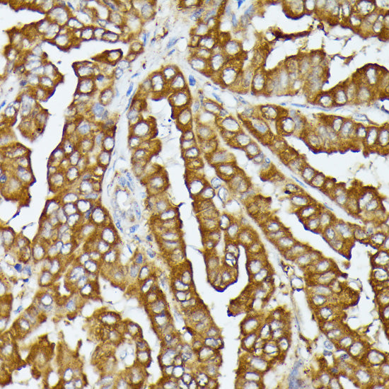 COX15 Rabbit pAb