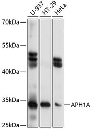 APH1A Rabbit pAb