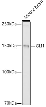 GLI1 Rabbit pAb
