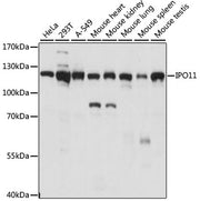IPO11 Rabbit pAb
