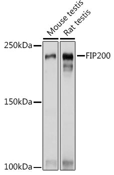 FIP200 Rabbit pAb