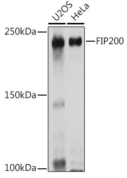 FIP200 Rabbit pAb