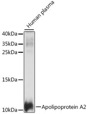 Apolipoprotein A2 Rabbit pAb