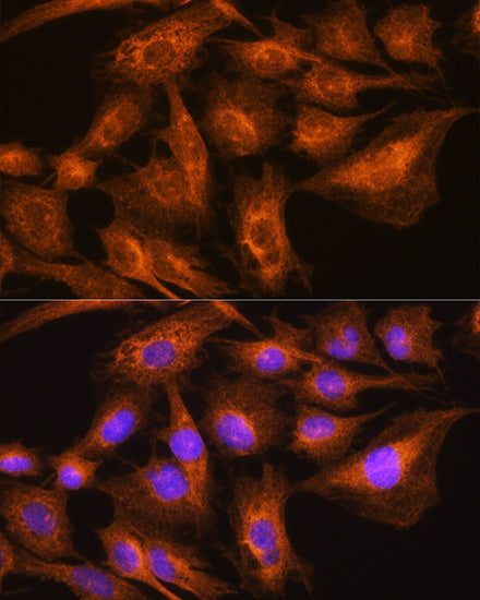 Apolipoprotein A2 Rabbit pAb