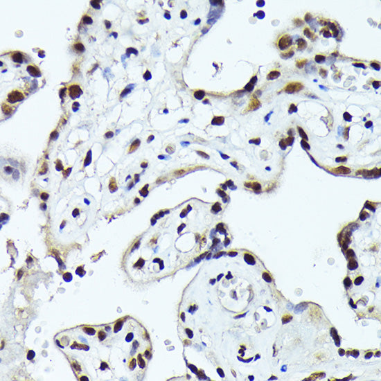 FOSB Rabbit pAb
