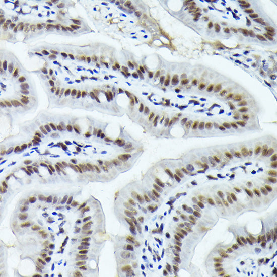 FOSB Rabbit pAb