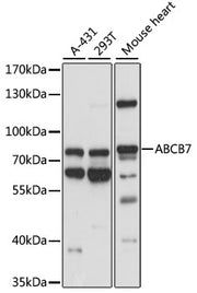 ABCB7 Rabbit pAb