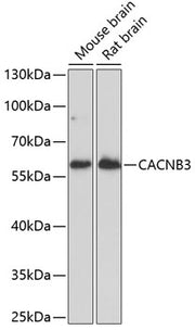 CACNB3 Rabbit pAb