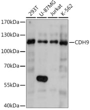 CDH9 Rabbit pAb