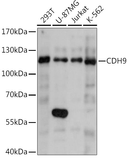 CDH9 Rabbit pAb