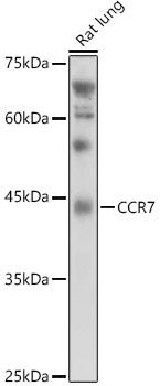 CCR7 Rabbit pAb
