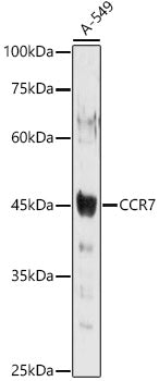 CCR7 Rabbit pAb