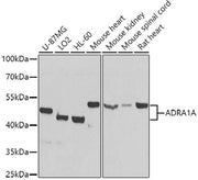 ADRA1A Rabbit pAb