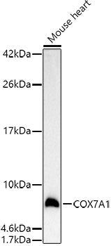 COX7A1 Rabbit pAb
