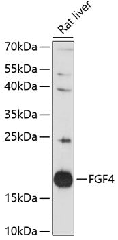 FGF4 Rabbit pAb