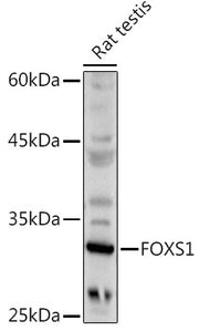 FOXS1 Rabbit pAb
