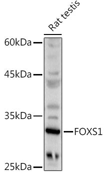 FOXS1 Rabbit pAb