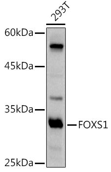 FOXS1 Rabbit pAb